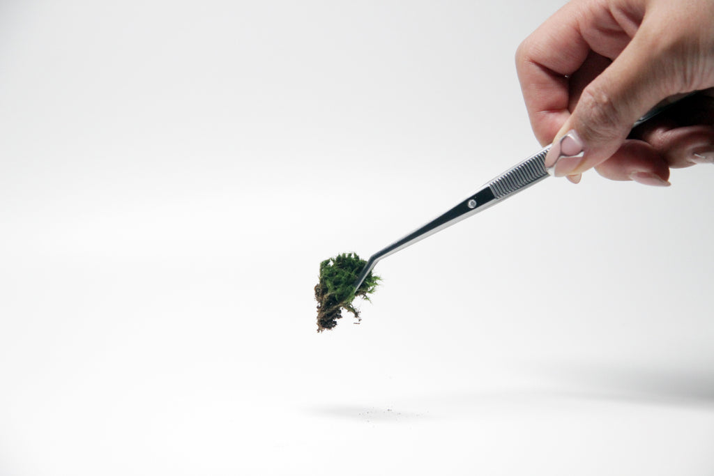 Terrarium Tweezer